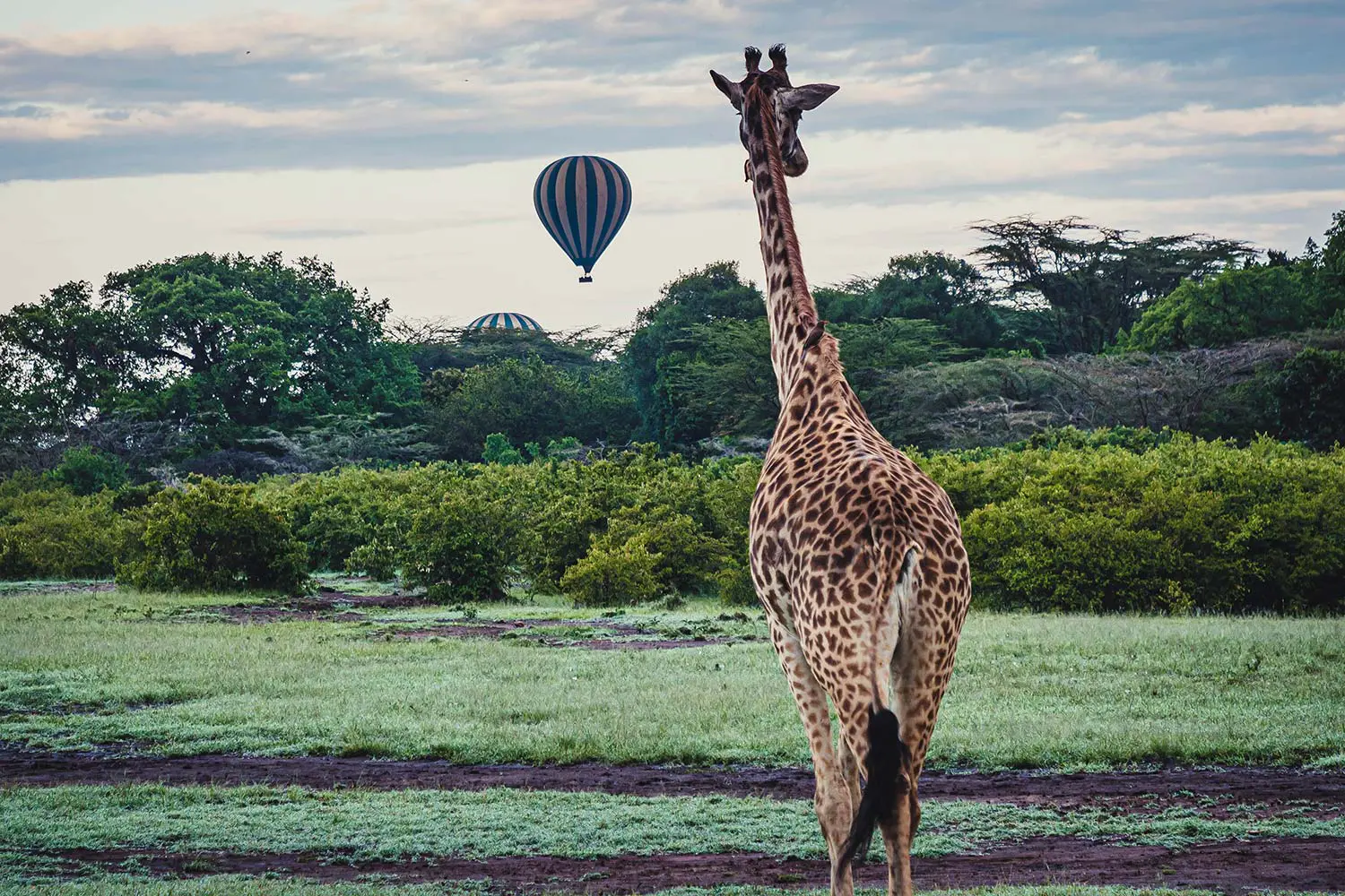 Masai Mara National Reserve, Game Drive - Photo (c) Gianni Buonsante